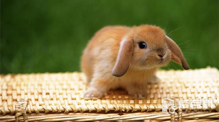 兔子的寿命一般多长？兔子一般能活多久？