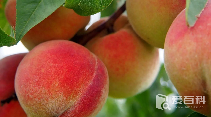 桃子皮能吃吗 吃桃子皮对身体有影响吗