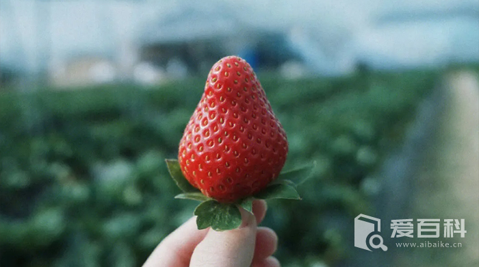 怎么挑选草莓 如何挑选出优质的草莓
